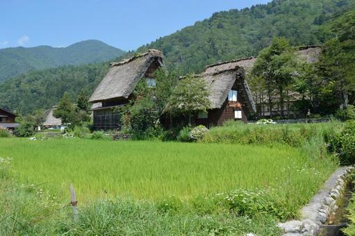 夏の世界文化遺産 岐阜県白川郷の田園風景 夏の世界文化遺産 岐阜県白川郷の田園風景 白川郷,世界文化遺産,合掌造りの写真素材