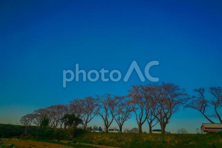 桜並木と車両 桜並木,青空,トラックの写真素材