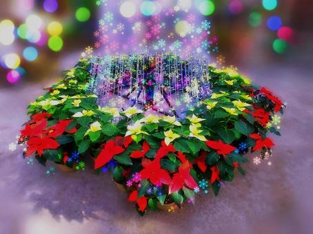 クリスマス飾り・ポインセチア・エフェクト ポインセチア,クリスマス,花の写真素材