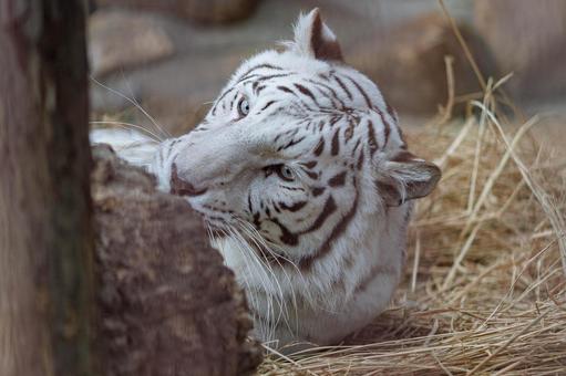 ホワイトタイガー ホワイトタイガー,虎,動物の写真素材