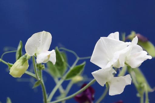 スイートピーの花 スイートピーの花の写真