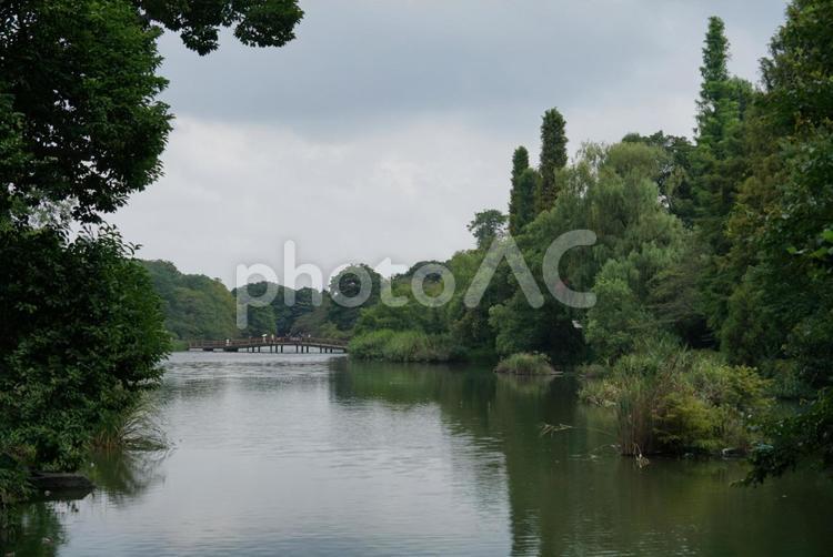 曇天の井の頭公園 井の頭公園,自然,風景の写真素材