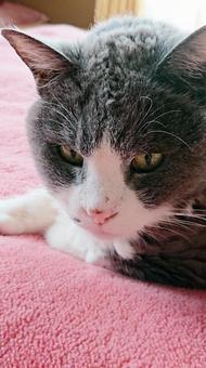 Cat on a blanket, JPG Cat on a blanket, JPG