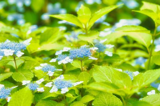 アジサイ 紫陽花 あじさい アジサイ 紫陽花 あじさいの写真