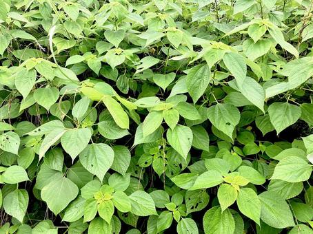 生い茂る雑草 生い茂る雑草の写真