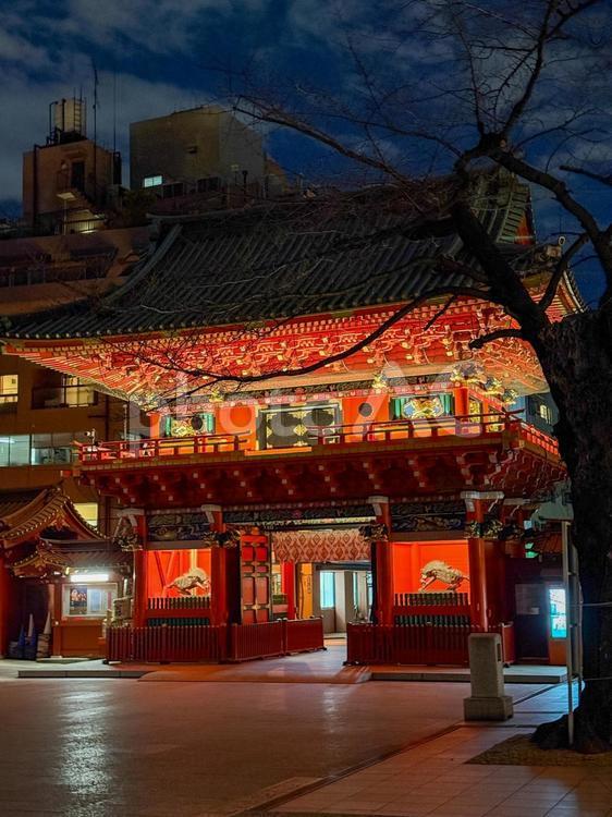 神田明神　夜の隨神門 夜,ライトアップ,明かりの写真素材
