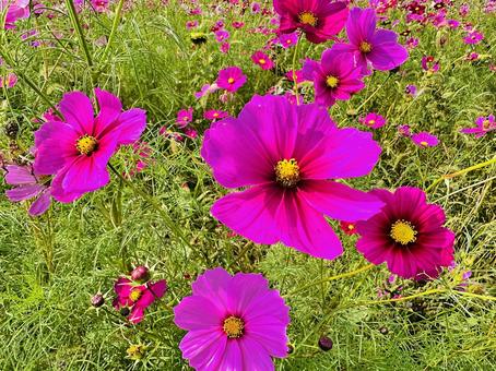 コスモス　コスモスパーク コスモス,秋桜,あきざくらの写真素材
