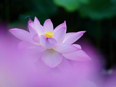 ハスの花【極楽浄土】 ハスの花【極楽浄土】の写真