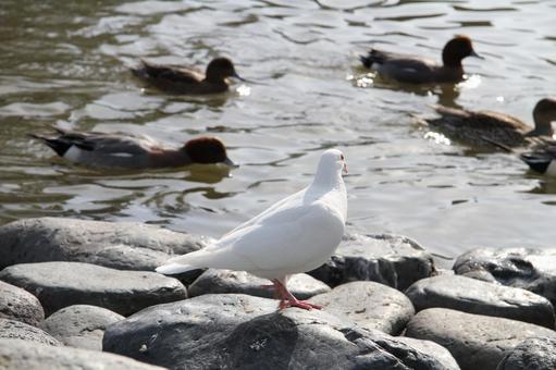 鳩0740 鳩0740の写真