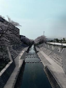 桜並木 桜並木の写真