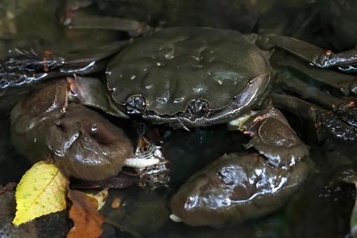 蝉を食べるモクズガニ 蝉を食べるモクズガニ もくずがに,モクズガニ,小川の写真素材