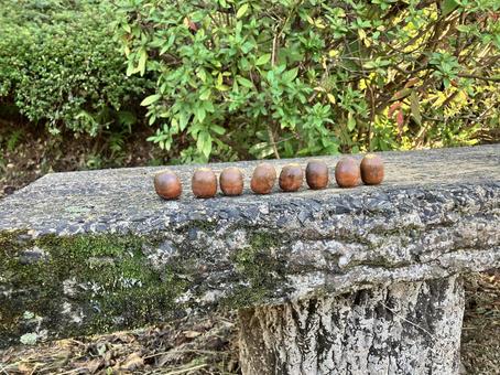 ベンチに並ぶどんぐり どんぐり,ドングリ,茶色の写真素材