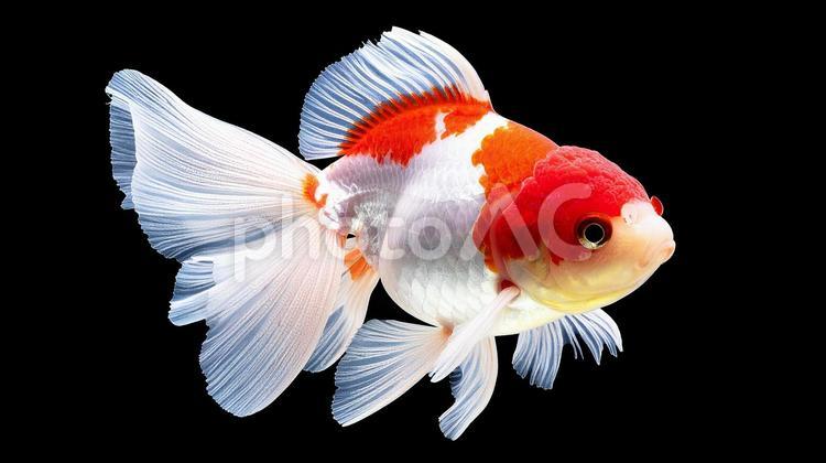 金魚C1 金魚,ペット,観賞魚の写真素材