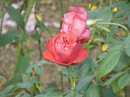 【薔薇の写真】バラの花 バラ,薔薇,植物の写真素材