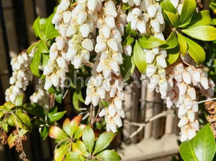 ベル状の花を吊り下げるアセビ 花,アセビ,小さな白い花の写真素材