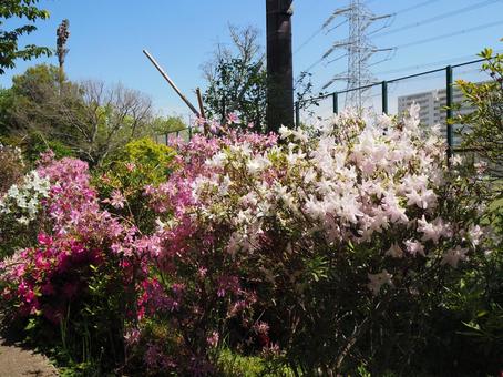 春のなぎさ公園・ツツジ&新緑(江戸川区) 春のなぎさ公園・ツツジ&新緑(江戸川区) 春,ツツジ,花の写真素材