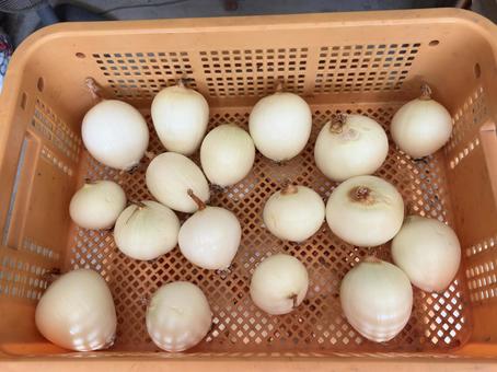 むき玉ねぎの保存 むき玉ねぎの保存 玉ねぎ,むき玉ねぎ,皮の写真素材