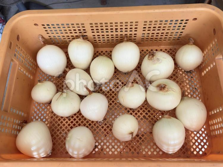 むき玉ねぎの保存 玉ねぎ,むき玉ねぎ,皮の写真素材