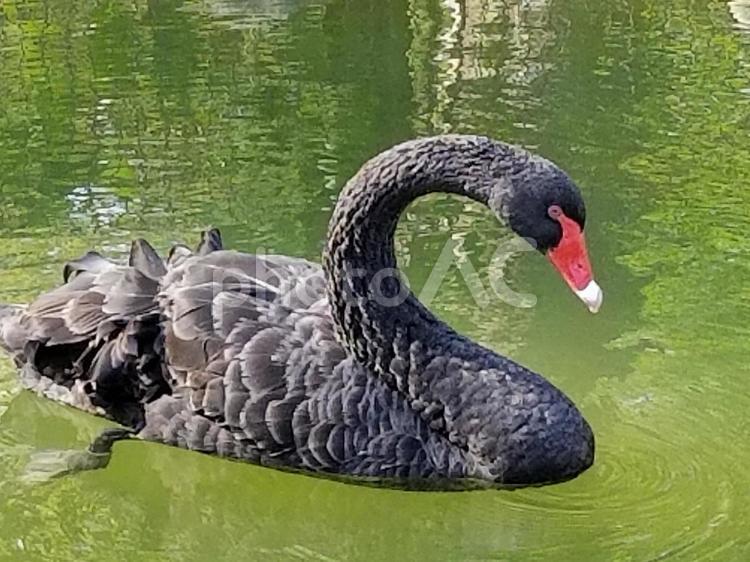 コクチョウ コクチョウ,鳥類,カモ目カモ科の写真素材