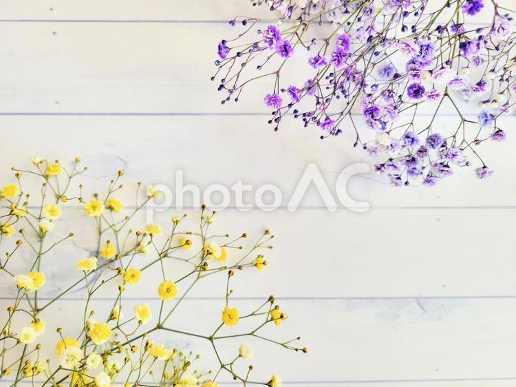 紫色と黄色のかすみ草　白い木目背景 かすみ草,木目,花の写真素材
