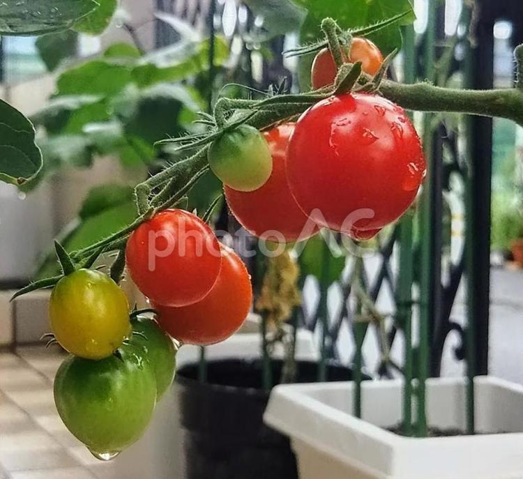 ミニトマト（家庭菜園） プチトマト,家庭菜園,新鮮の写真素材