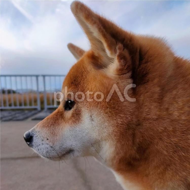 真剣な顔横顔の柴犬！ 犬,柴犬,shibainuの写真素材