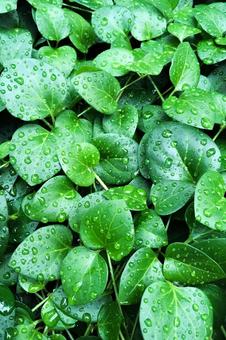 葉についた雨粒のクローズアップ 葉,雨粒,水滴の写真素材