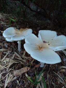 キノコ キノコ キノコ,開花,森の写真素材