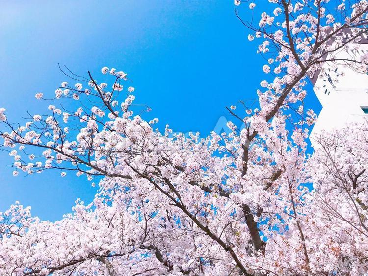 満開の桜と青空　サクラ　さくら　お花見　春　自然　風景　景色 花見,お花見,青空の写真素材