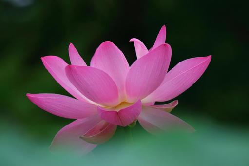 蓮の花の写真素材 写真素材なら 写真ac 無料 フリー ダウンロードok 蓮の花の写真素材 写真素材なら 写真ac 無料 フリー ダウンロードok