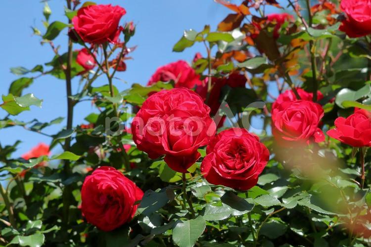 バラの季節 その５ バラ,薔薇,ばらの写真素材