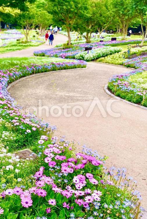 昼下がりの散歩道（縦位置） 散歩道,昼下がり,のんびりの写真素材