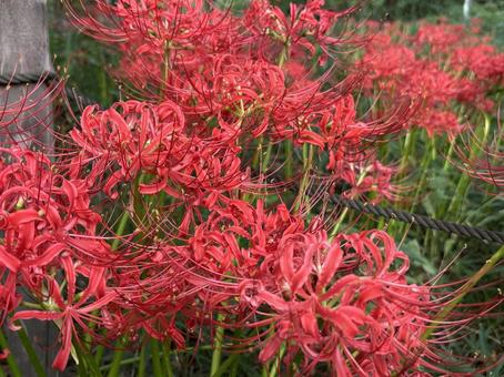 満開の彼岸花。 満開の彼岸花。 ヒガンバナ,秋,まんじゅしゃげの写真素材