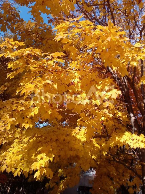 秋の色 鮮やか,晴れ,秋の写真素材