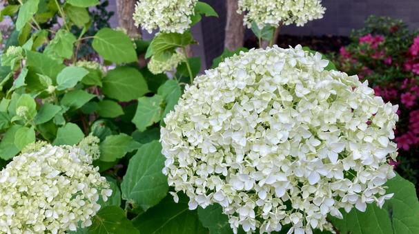 花壇に咲くビバーナムスノーボール 花壇に咲くビバーナムスノーボールの写真