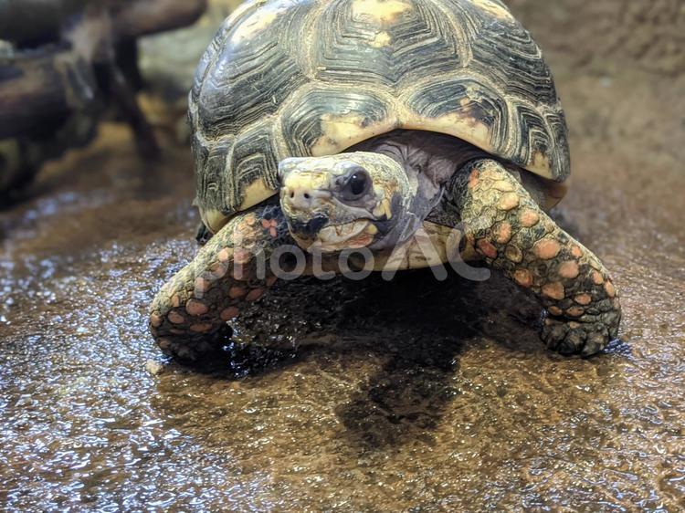 亀　その3 カメ,リクガメ,両生類の写真素材