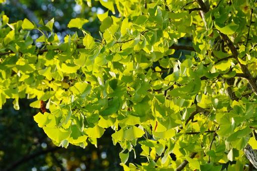 イチョウの色づき イチョウ,葉,黄葉の写真素材
