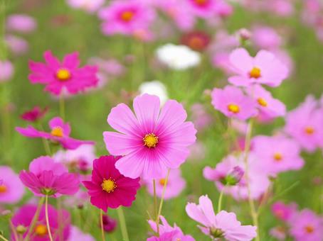 Cute pink cosmos, JPG
