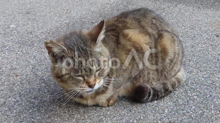 睡魔に最後の抵抗を試みるモフモフな猫 猫,キジトラ,休憩の写真素材