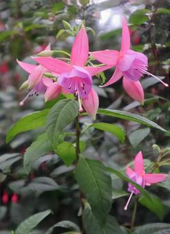 レディーズ・イアードロップの写真