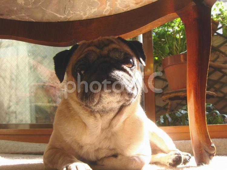 パグの家族との暮らし パグ,犬,ペットの写真素材