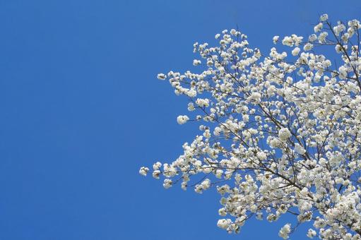 桜と空 桜,空,青空の写真素材