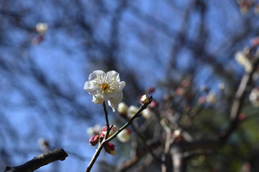 梅の花 梅の花の写真