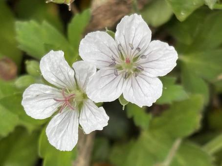 小さい秋見つけたの写真