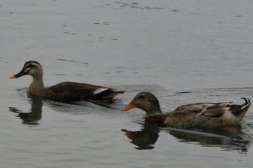 Duck, JPG