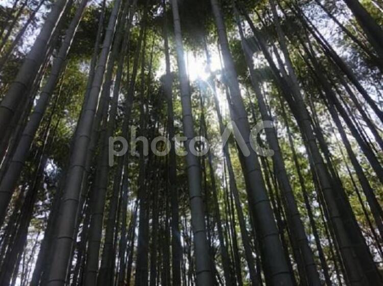 竹林と木洩れ日 竹林,竹,植物の写真素材
