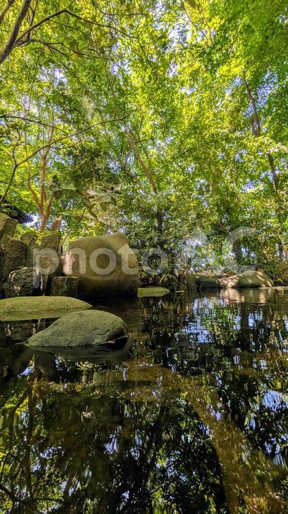 森の中の水鏡：光が差し込む夏の泉 水面,反射,水鏡の写真素材