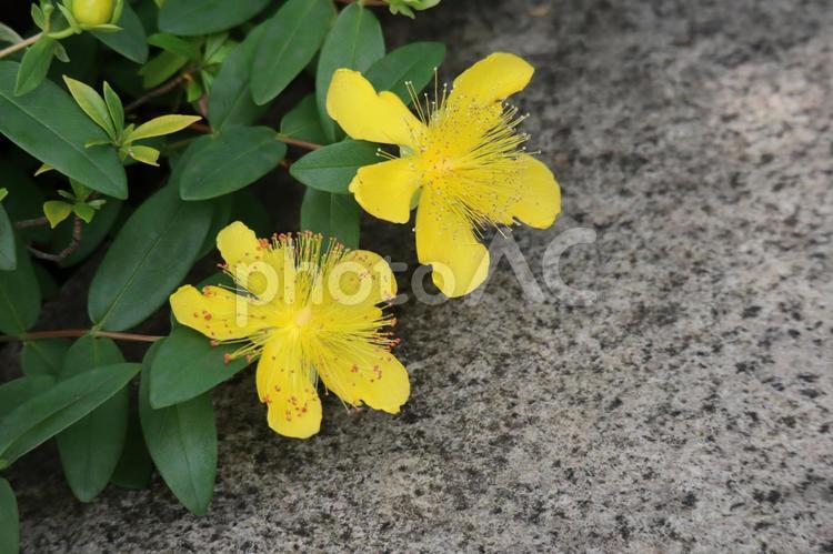 黄色花びらのセイヨウオトギリの花 黄色,花びら,セイヨウオトギリの写真素材