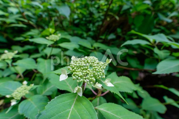 咲き始めの額紫陽花と緑の葉のコントラスト 額紫陽花,紫陽花,花の写真素材