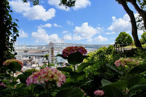紫陽花の花 紫陽花の花の写真